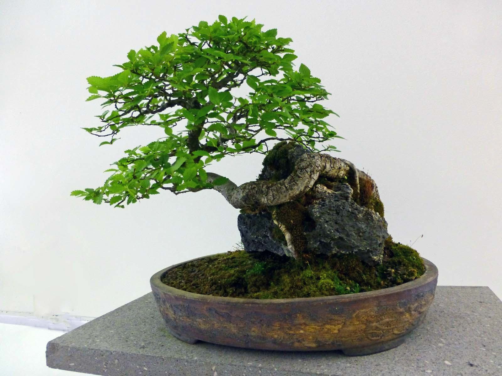 Cây bonsai đơn giản mà đẹp