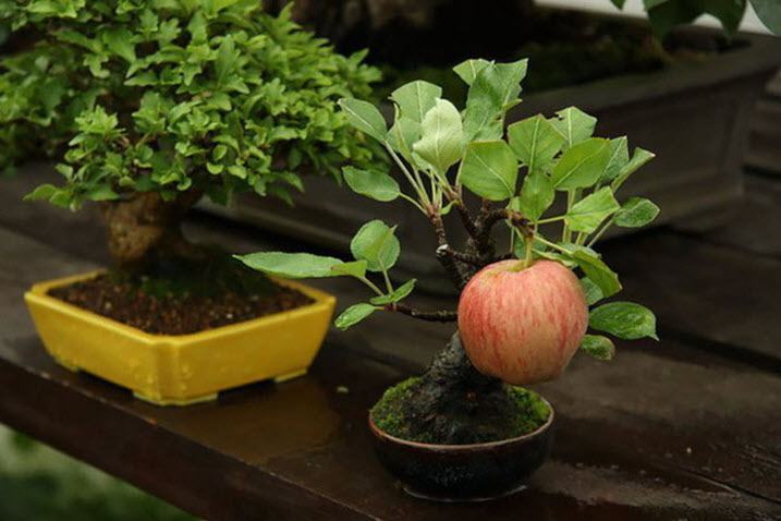 Những cây bonsai mini đẹp