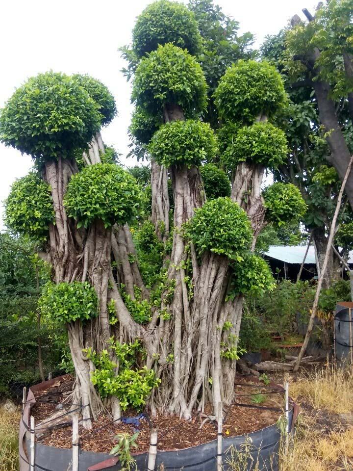 Những mẫu cây bonsai đẹp