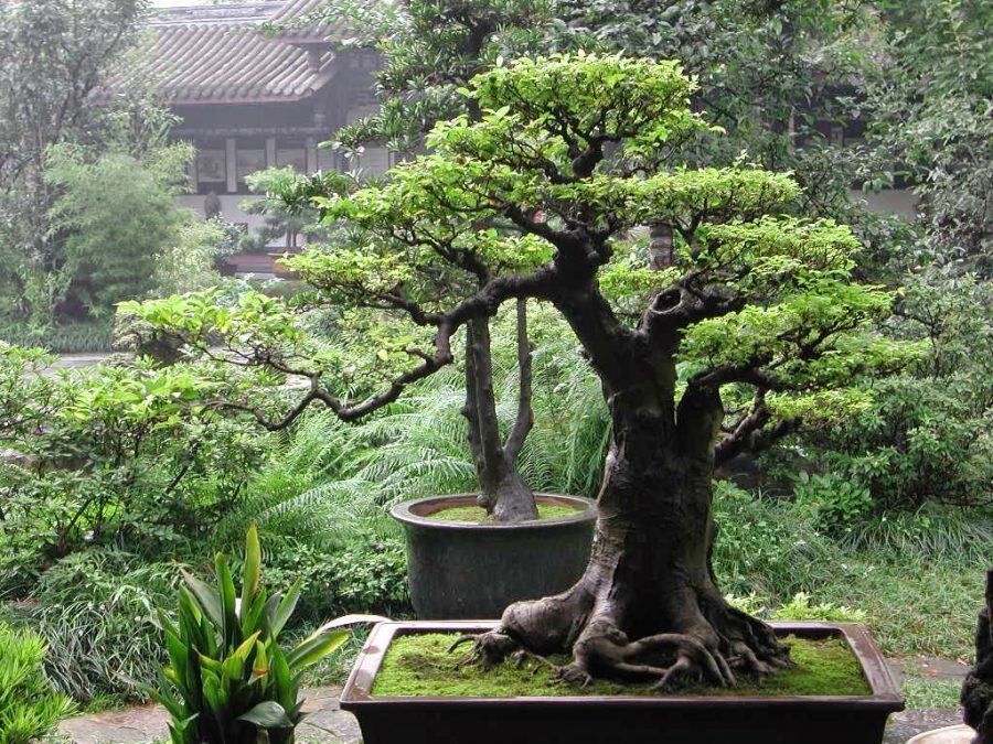 Những thế bonsai đẹp nhất
