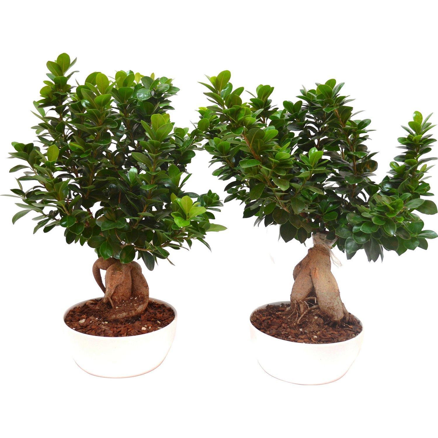 Hình ảnh cây bonsai nhỏ xinh