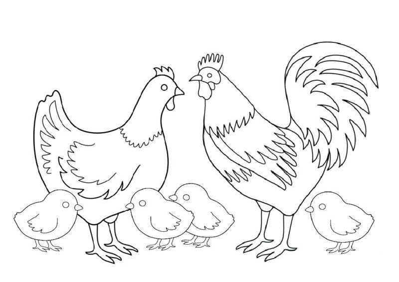 Tranh tô màu gà mái, gà trống, gà con