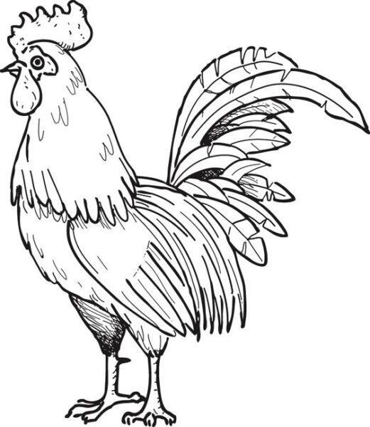 Tranh tô màu con gà trống có bộ lông rực rỡ