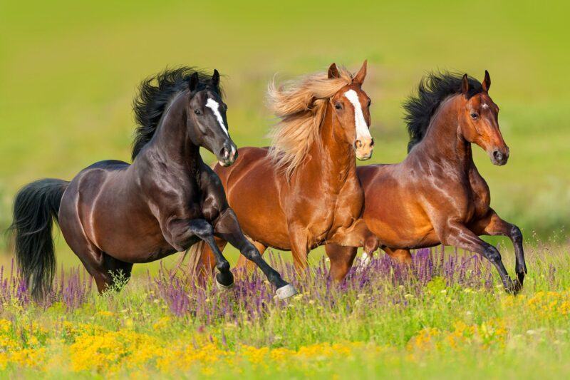 Hình ảnh 3 chú ngựa phi nước đại đẹp