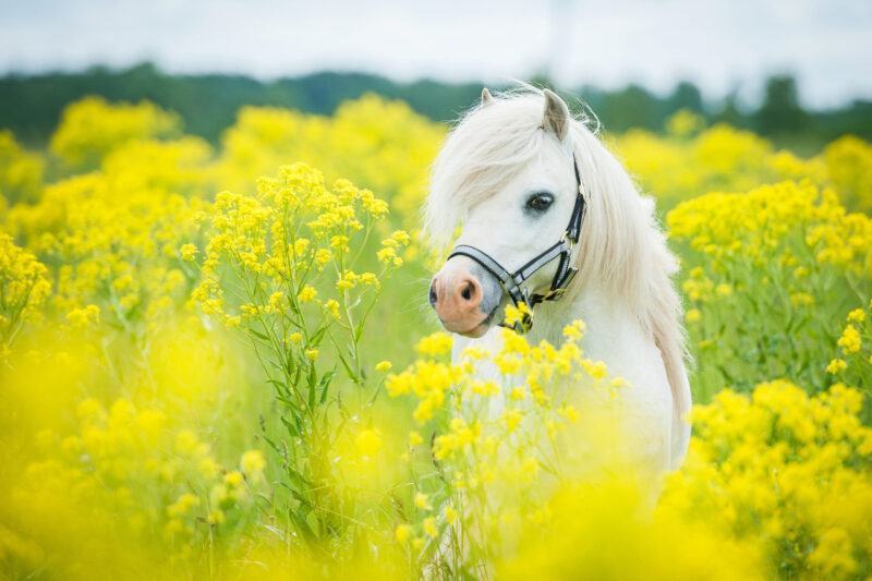 Chú ngựa shetland trắng trên cánh đồng hoa vàng