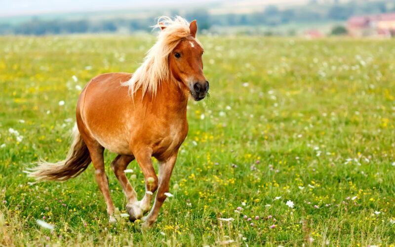 Ngựa nhỏ (Equus ferus caballus)