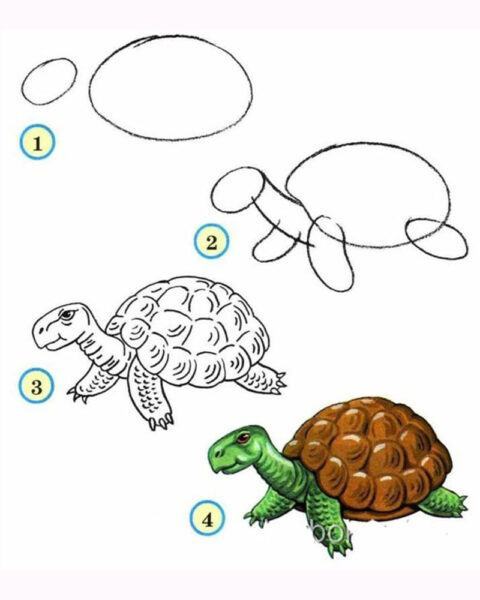 Làm thế nào để vẽ một con rùa
