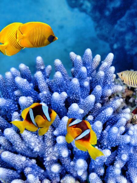 Hình ảnh cá vàng san hô xanh
