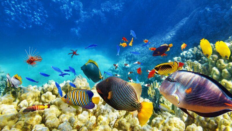Hình ảnh những chú cá nhiều màu sắc đẹp