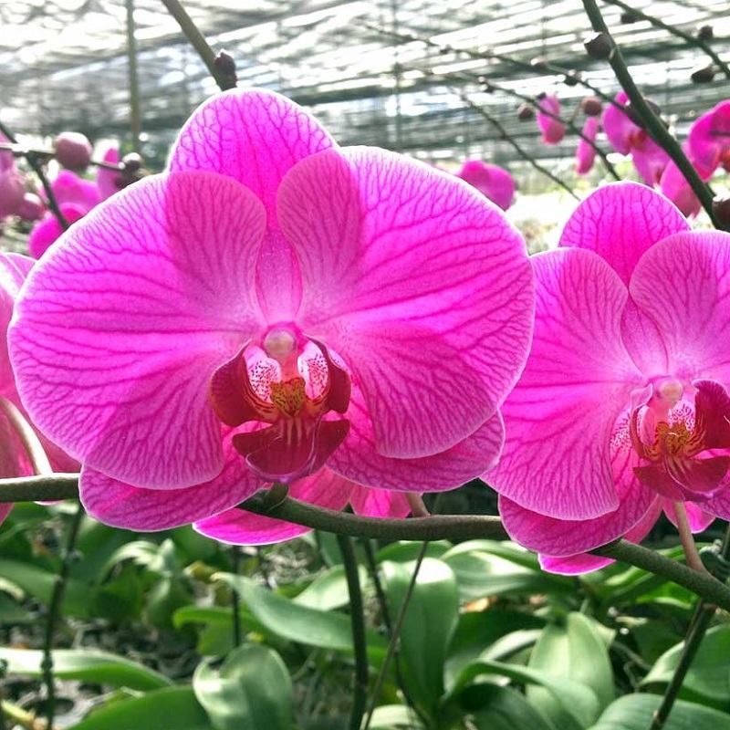 Hoa phong lan đẹp nhất Việt Nam