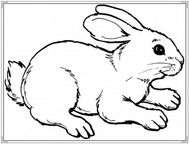 Tranh tô màu con vật con thỏ