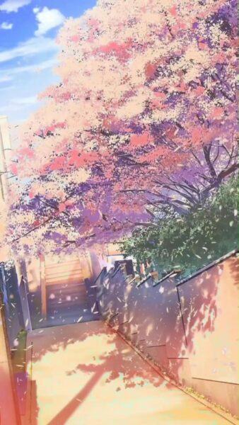 Hình ảnh hoa anh đào anime sắc nét