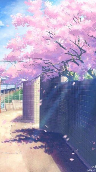 Hình ảnh hoa anh đào anime và bức tường