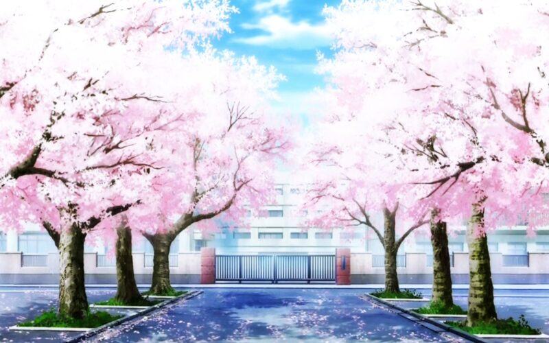Hình ảnh hoa anh đào trong anime và trường học