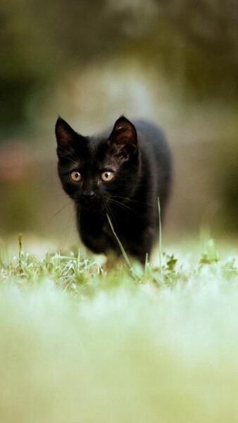 Hình ảnh và hình nền mèo đen dễ thương