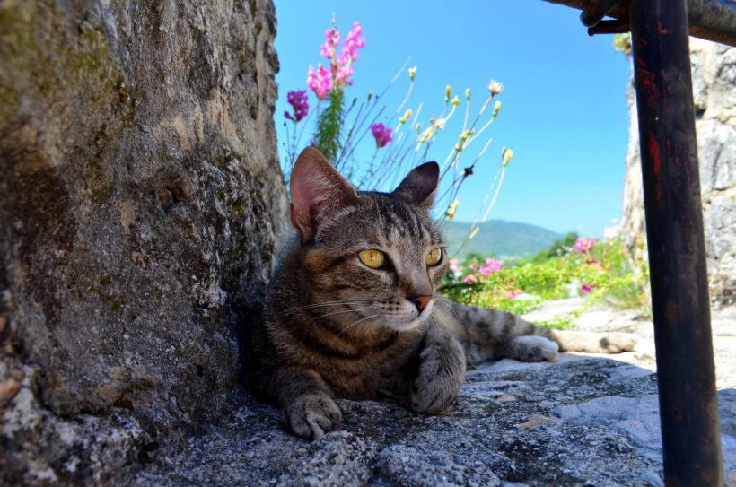 Hình ảnh chú mèo dễ thương trên vách đá