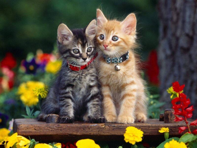 Hình nền hai chú mèo dễ thương