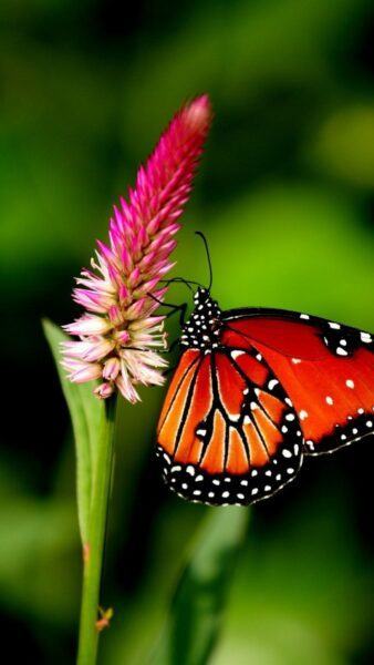 Hình ảnh bướm đỏ đẹp
