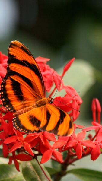 Hình ảnh con bướm màu cam đẹp