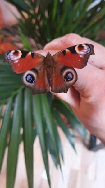 Hình ảnh con bướm xinh đậu trên tay