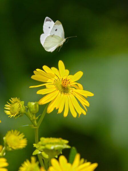 Hình ảnh con bướm xinh bay trên bông hoa vàng