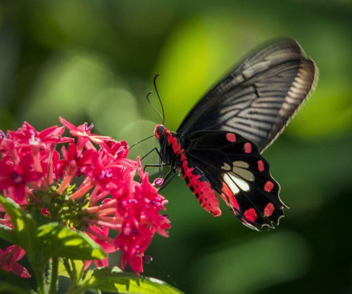 Hình ảnh con bướm đẹp màu đen và hồng