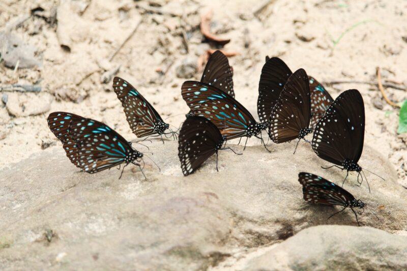 Hình ảnh con bướm đẹp màu tối