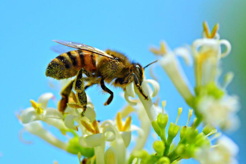 Tải hình ảnh con ong đẹp nhất