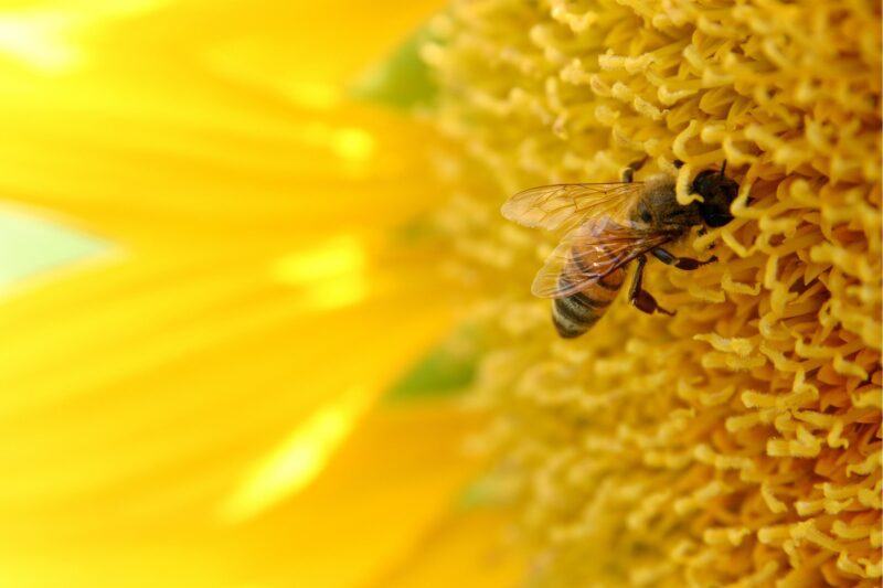 Hình ảnh chú ong mải mê đi lấy mật