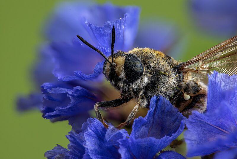 Hình ảnh con ong đậu trên bông hoa xanh