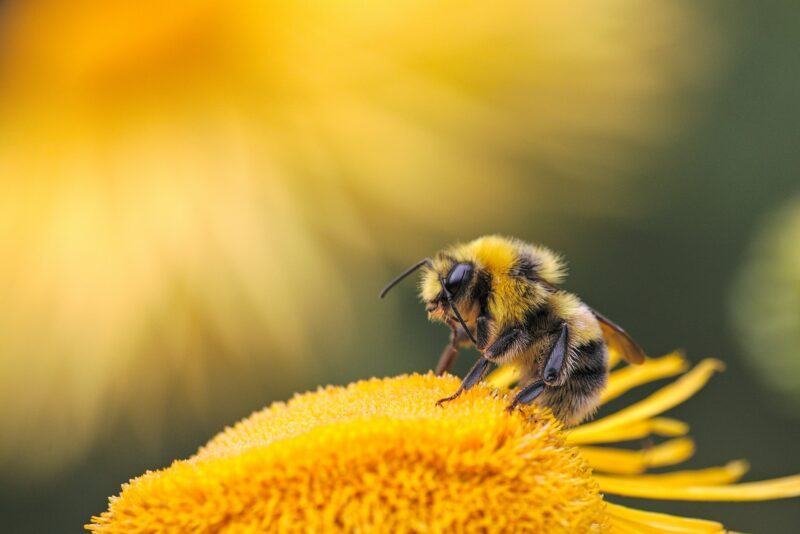 Hình ảnh con ong đậu trên nhụy hoa