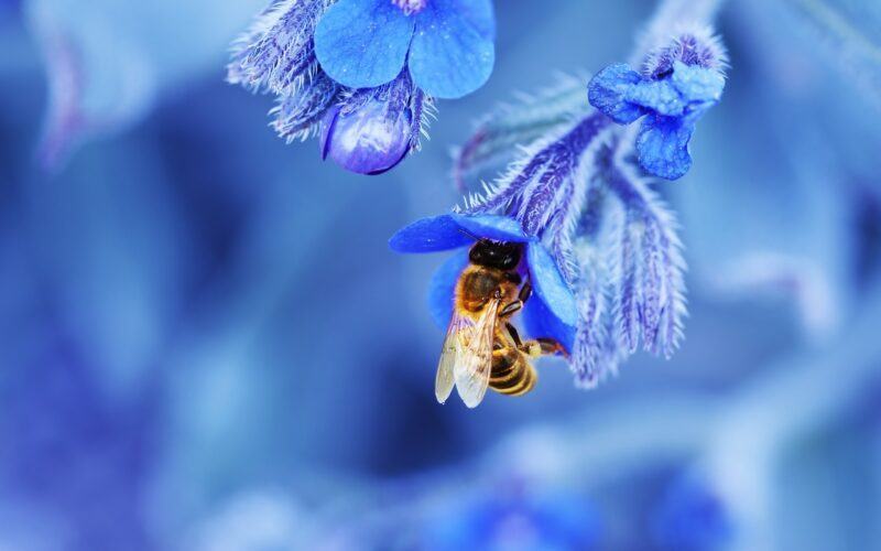 Hình ảnh con ong đẹp nhất sắc nét nhất