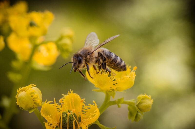 Hình ảnh con ong mật