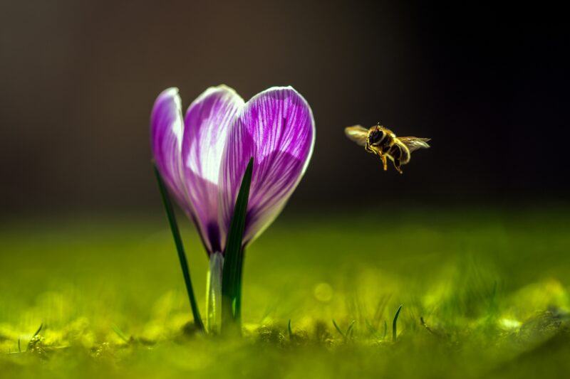 hình ảnh con ong đẹp nhất