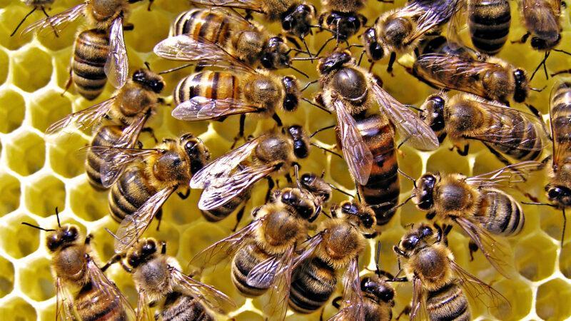 Hình ảnh đàn ong trong đàn