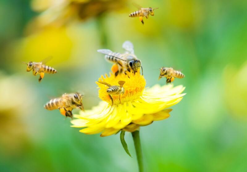 nhóm ong trên một bông hoa