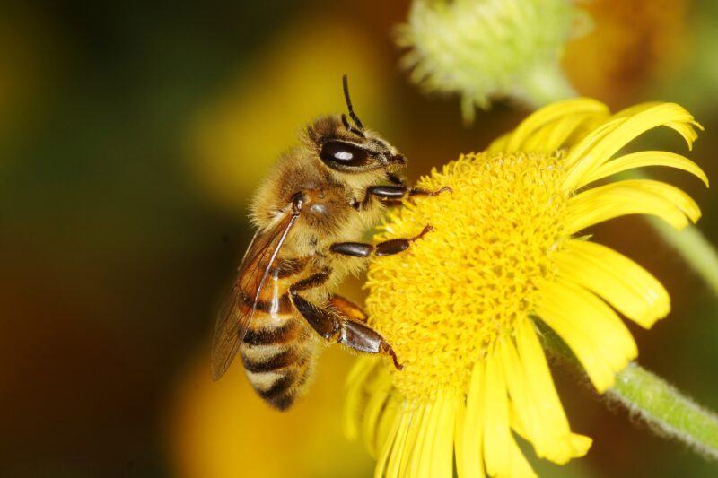 hình nền con ong