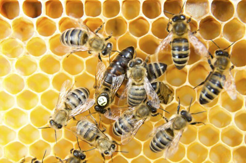 Hình ảnh ong chúa và ong thợ