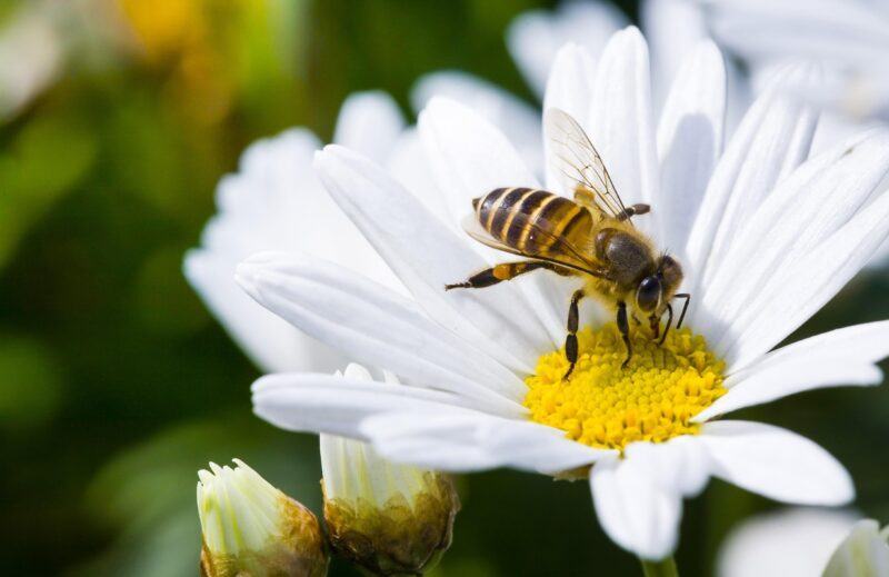 Hình ảnh con ong đậu trên nhụy hoa