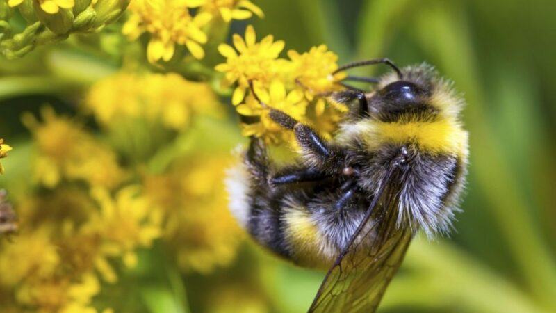 Hình ảnh đẹp về ong và hoa
