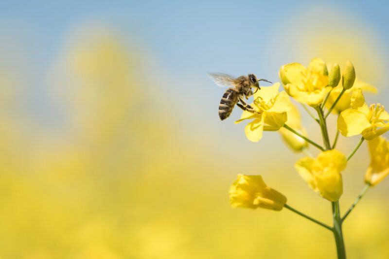 Hình ảnh con ong và bông hoa màu vàng