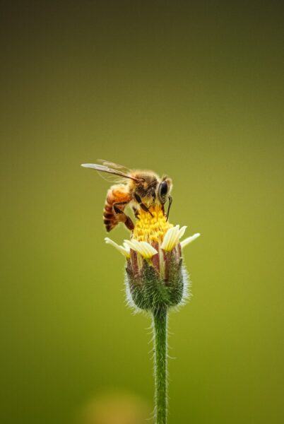 Hình ảnh con ong trên nụ hoa