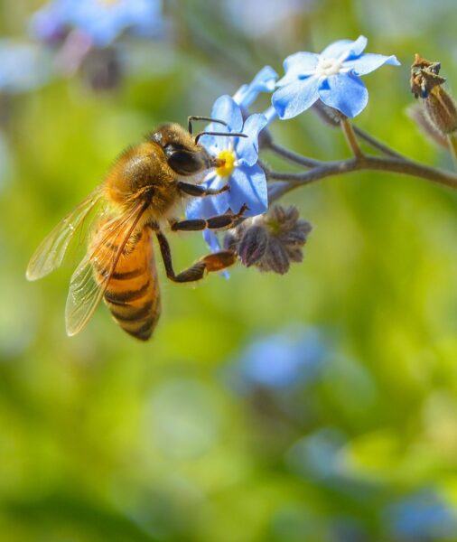 Hình ảnh con ong đẹp