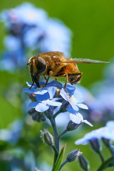 Hình ảnh con ong ấn tượng