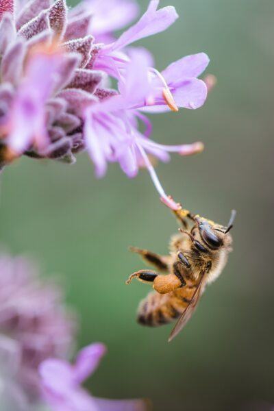 Hình ảnh con ong hút mật hoa