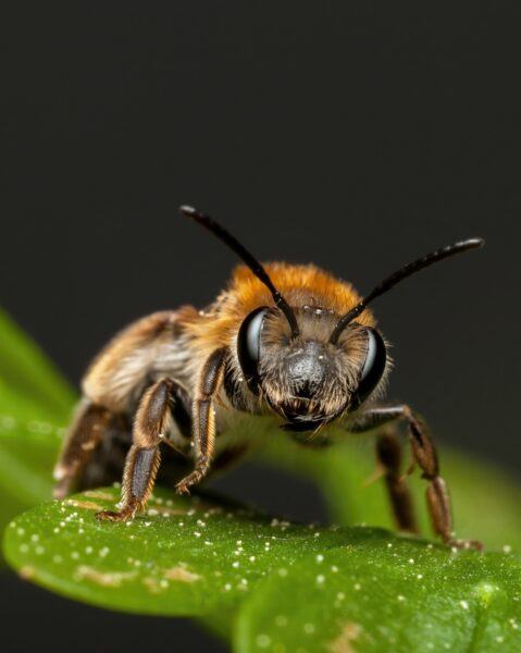 Hình ảnh con ong đậu trên lá