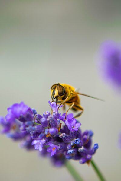 Hình ảnh con ong hoa tím