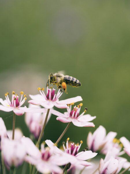Hình ảnh ong tìm hoa