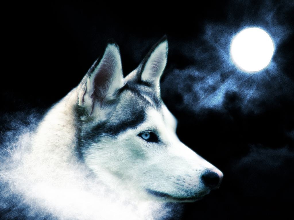 Hình ảnh chó sói 3d đẹp
