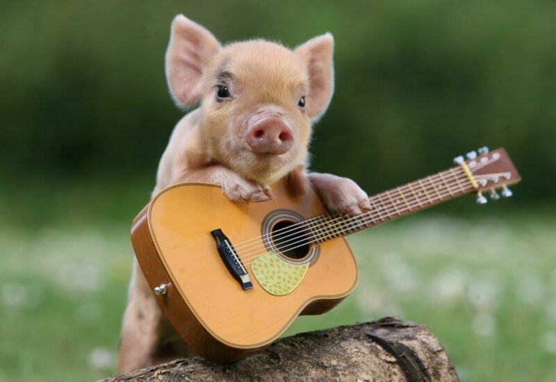 Hình ảnh chú lợn ôm đàn guitar